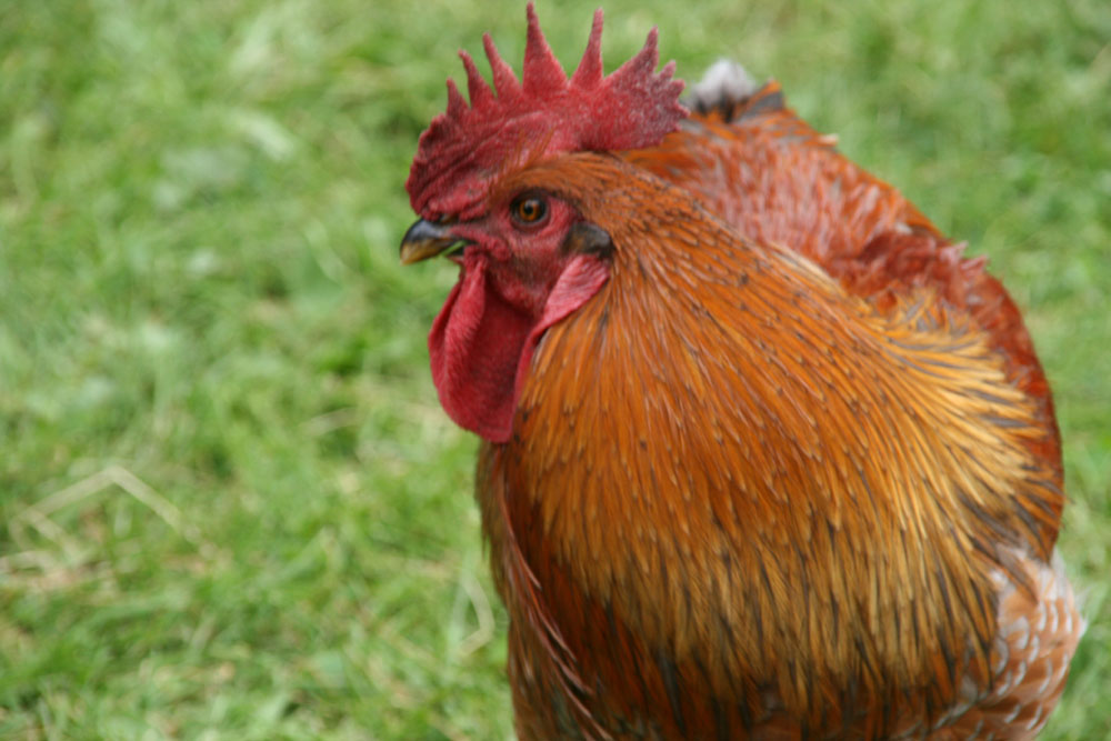 Gallina1