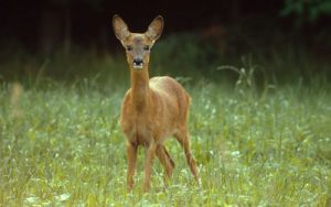 Capriolo