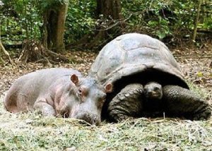 amicizia_animali_5