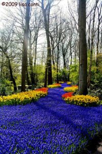 keukenhof1211