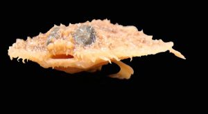 pesce_frittella