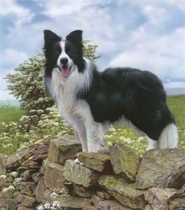 Border_Collie_1