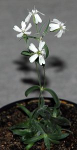 pianta_silene