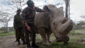 morto l'ultimo rinoceronte bianco