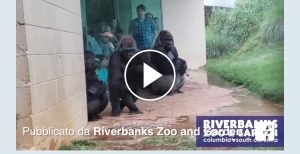 gorilla e la pioggia