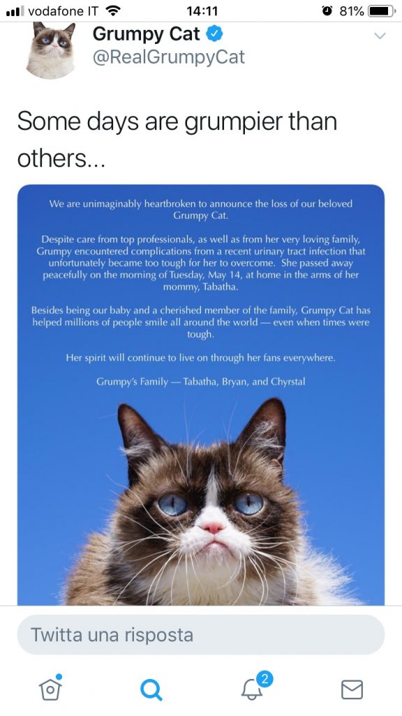 grumpy cat twitter