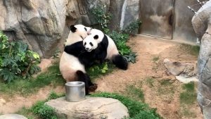 Panda zoo di Hong Kong