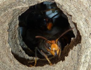 Velutina