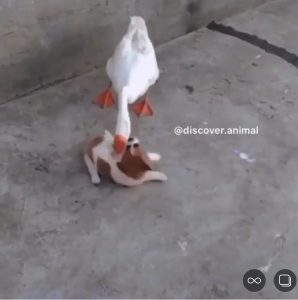 cane e papera