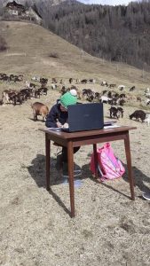 fiammetta lezione al pascolo