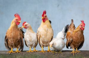 animali esotici vietati