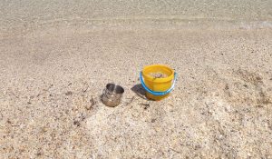 animali nel secchiello